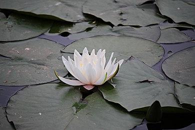 卡普空萝莉游戏《虚实万象》新情报 同时操控两人闯关